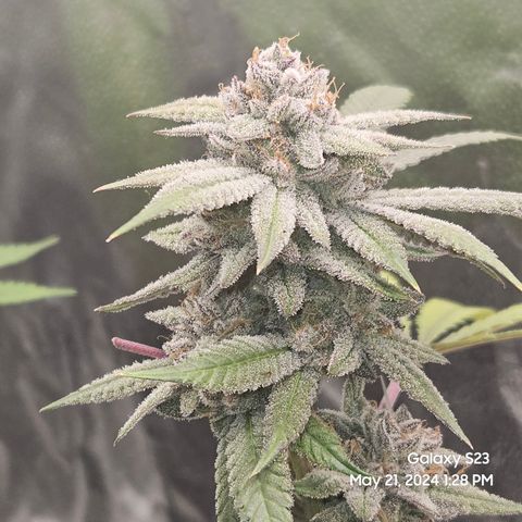 Purple Ghost Candy growlog timeline photo