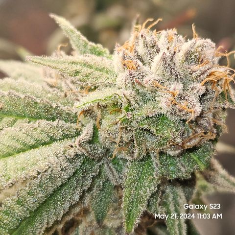 Purple Ghost Candy growlog timeline photo