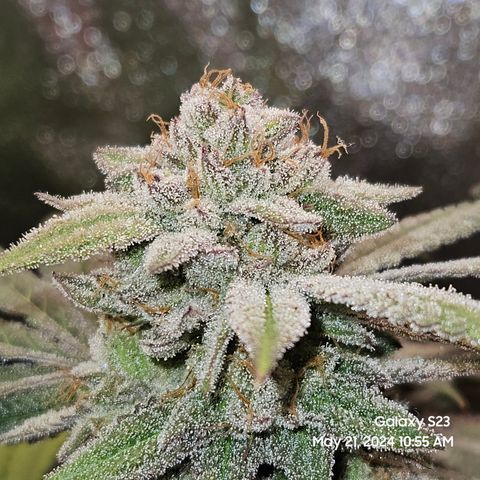 Purple Ghost Candy growlog timeline photo