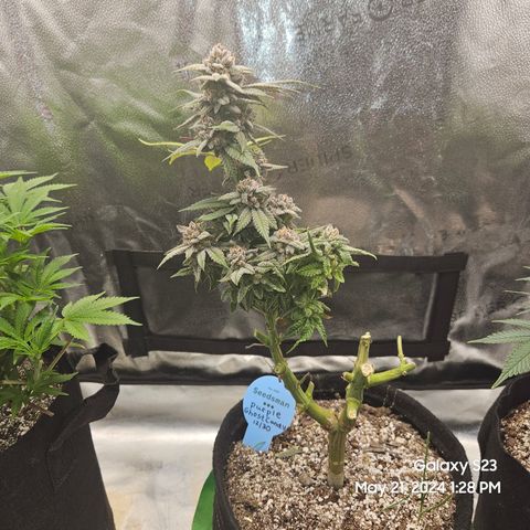 Purple Ghost Candy growlog timeline photo