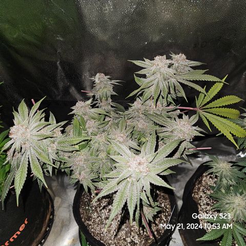 Purple Ghost Candy growlog timeline photo