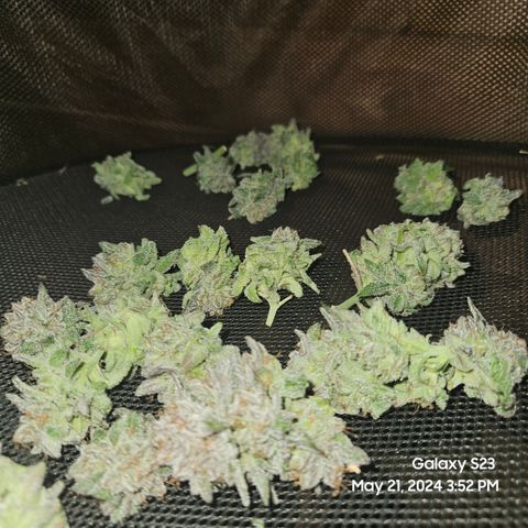 Purple Ghost Candy growlog timeline photo