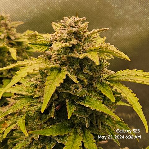 Mimosa x Orange Punch Auto growlog timeline photo