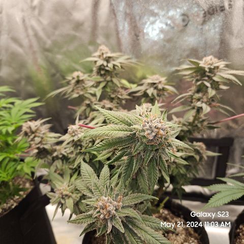 Purple Ghost Candy growlog timeline photo