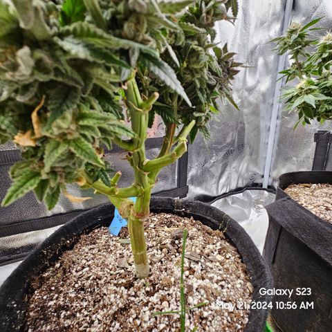 Purple Ghost Candy growlog timeline photo