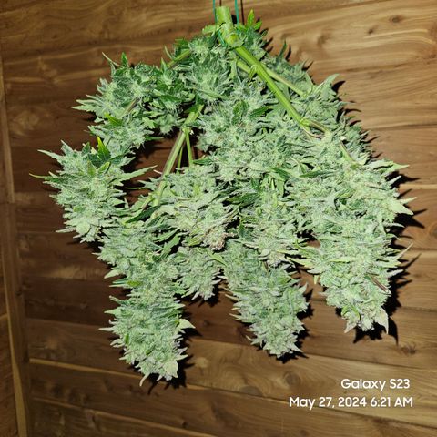 Mimosa x Orange Punch Auto growlog timeline photo
