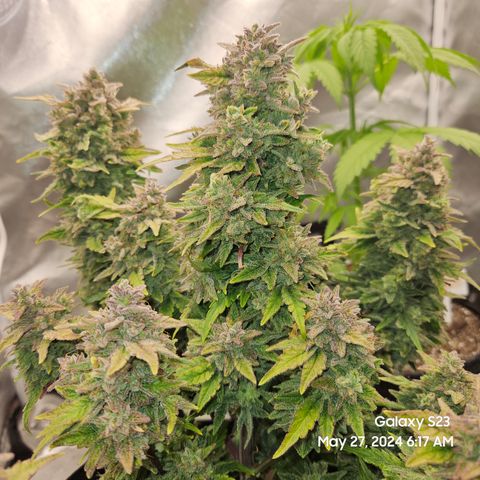 Mimosa x Orange Punch Auto growlog timeline photo