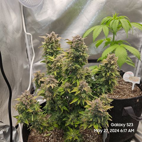 Mimosa x Orange Punch Auto growlog timeline photo