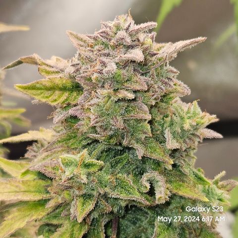 Mimosa x Orange Punch Auto growlog timeline photo