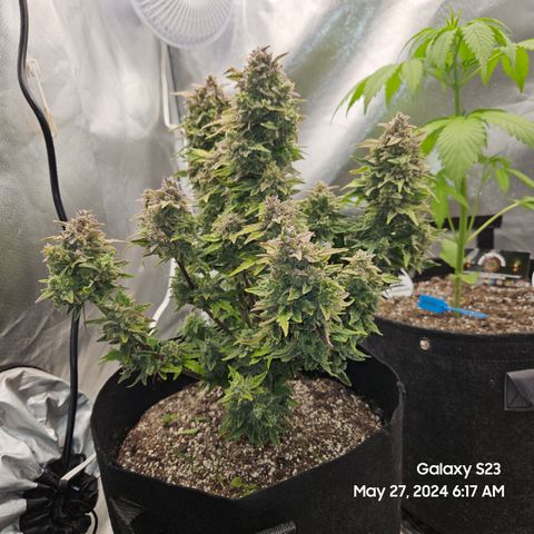 Mimosa x Orange Punch Auto growlog timeline photo