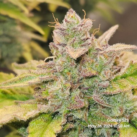Mimosa x Orange Punch Auto growlog timeline photo