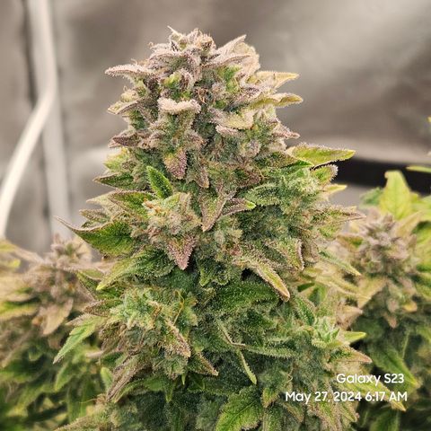 Mimosa x Orange Punch Auto growlog timeline photo