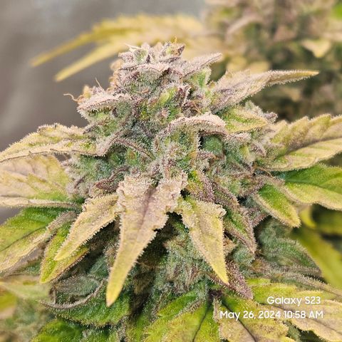 Mimosa x Orange Punch Auto growlog timeline photo