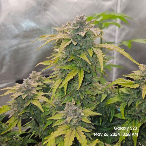 Mimosa x Orange Punch Auto growlog timeline photo