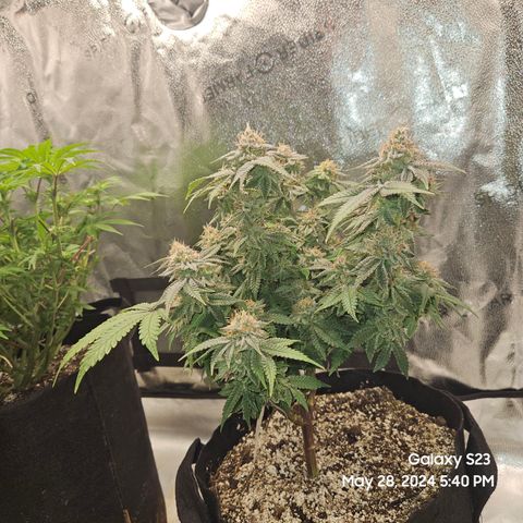 Sin City Seeds SinMintz ( Clone from Lindstrom Hydro Seed and Supply) growlog timeline photo