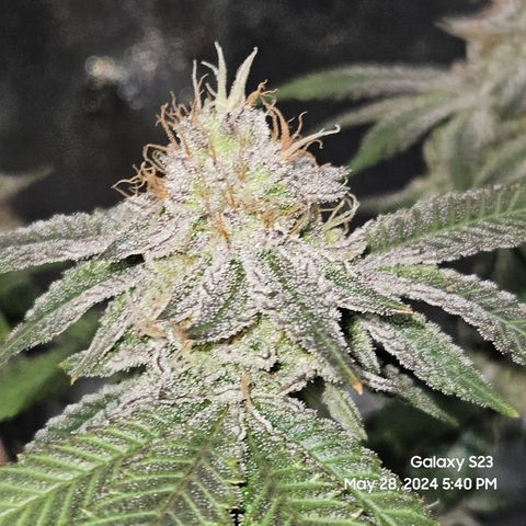Sin City Seeds SinMintz ( Clone from Lindstrom Hydro Seed and Supply) growlog timeline photo