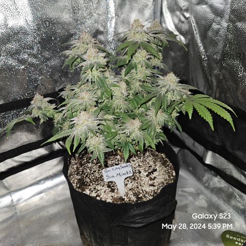 Sin City Seeds SinMintz ( Clone from Lindstrom Hydro Seed and Supply) growlog timeline photo