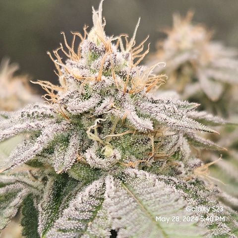 Sin City Seeds SinMintz ( Clone from Lindstrom Hydro Seed and Supply) growlog timeline photo