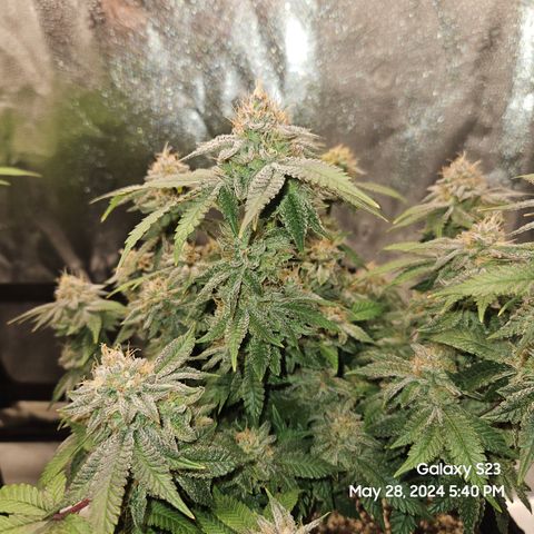 Sin City Seeds SinMintz ( Clone from Lindstrom Hydro Seed and Supply) growlog timeline photo