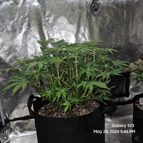Seedsman Seeds Tangerine Snow F1 Fast growlog timeline photo