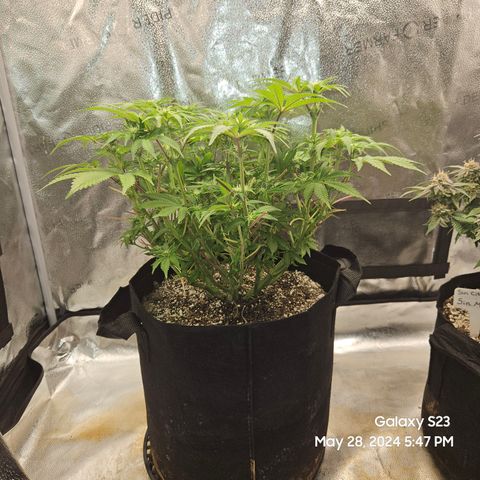 Seedsman Seeds Tangerine Snow F1 Fast growlog timeline photo