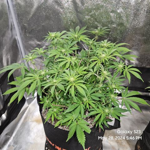 Seedsman Seeds Tangerine Snow F1 Fast growlog timeline photo