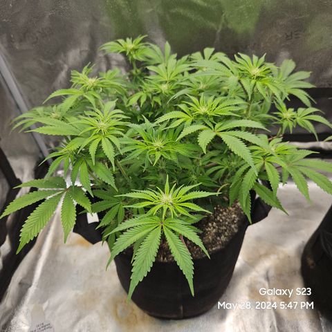 Seedsman Seeds Tangerine Snow F1 Fast growlog timeline photo