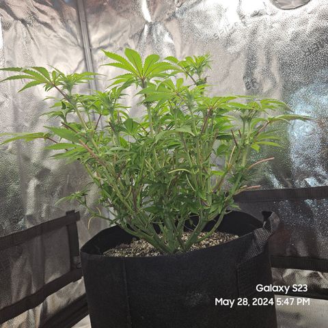 Seedsman Seeds Tangerine Snow F1 Fast growlog timeline photo