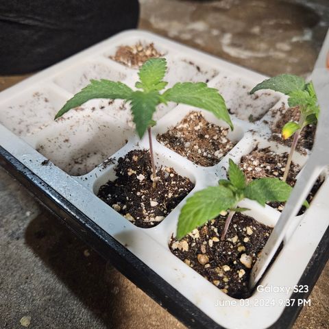 Purple Ghost Candy 1 clone and a 3 gallon tall growlog timeline photo