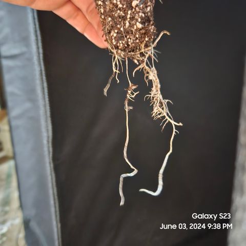 Purple Ghost Candy 1 clone and a 3 gallon tall growlog timeline photo