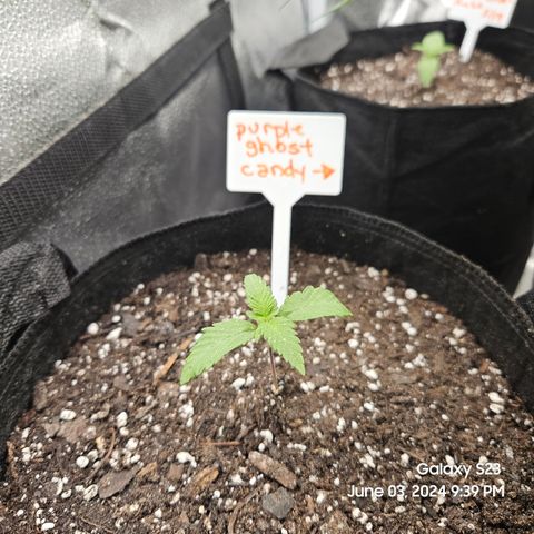 Purple Ghost Candy 1 clone and a 3 gallon tall growlog timeline photo