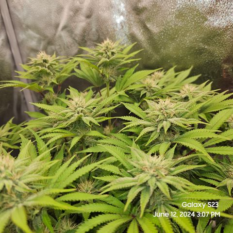 Seedsman Seeds Tangerine Snow F1 Fast growlog timeline photo