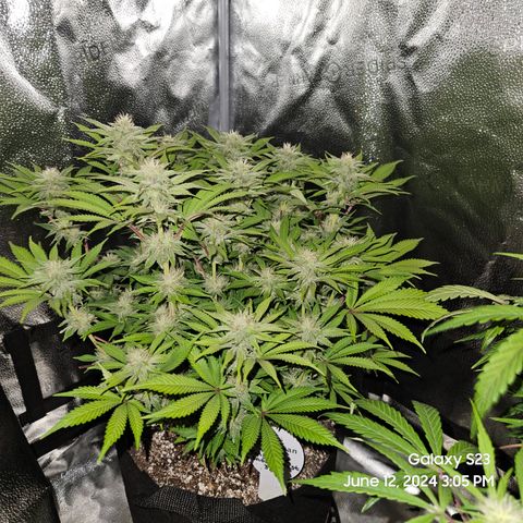 Seedsman Seeds Tangerine Snow F1 Fast growlog timeline photo