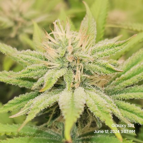 Seedsman Seeds Tangerine Snow F1 Fast growlog timeline photo