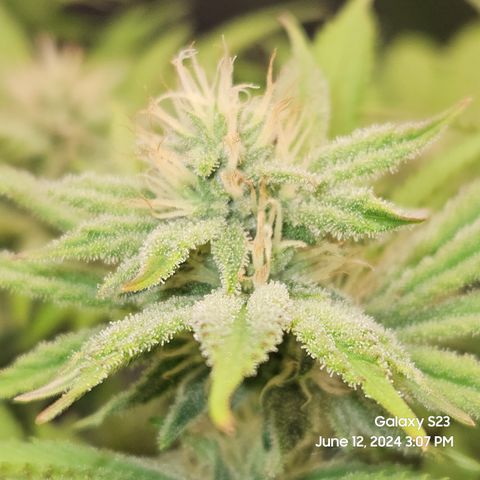 Seedsman Seeds Tangerine Snow F1 Fast growlog timeline photo