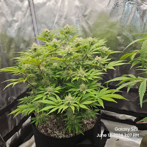 Seedsman Seeds Tangerine Snow F1 Fast growlog timeline photo