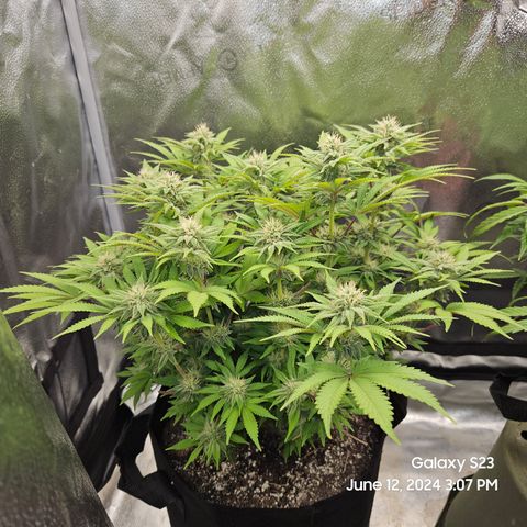 Seedsman Seeds Tangerine Snow F1 Fast growlog timeline photo