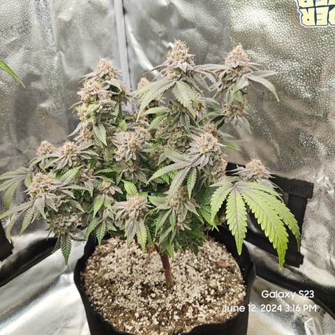 Sin City Seeds SinMintz ( Clone from Lindstrom Hydro Seed and Supply) growlog timeline photo