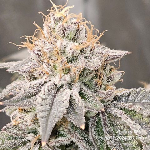 Sin City Seeds SinMintz ( Clone from Lindstrom Hydro Seed and Supply) growlog timeline photo