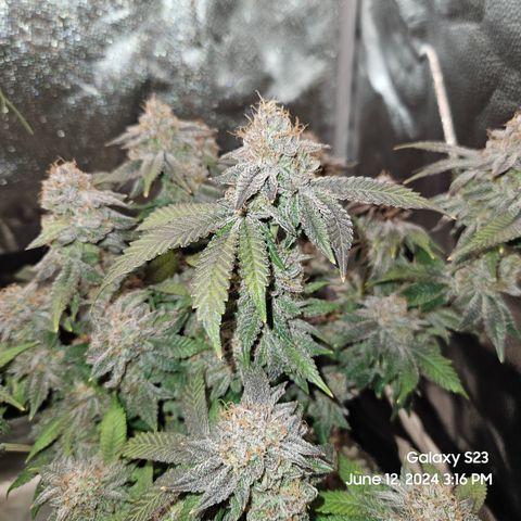 Sin City Seeds SinMintz ( Clone from Lindstrom Hydro Seed and Supply) growlog timeline photo