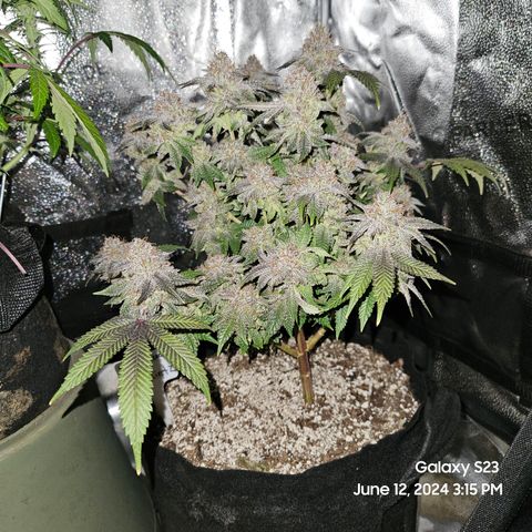 Sin City Seeds SinMintz ( Clone from Lindstrom Hydro Seed and Supply) growlog timeline photo