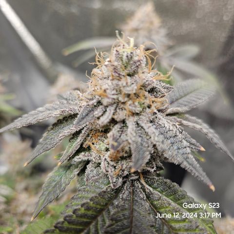 Sin City Seeds SinMintz ( Clone from Lindstrom Hydro Seed and Supply) growlog timeline photo
