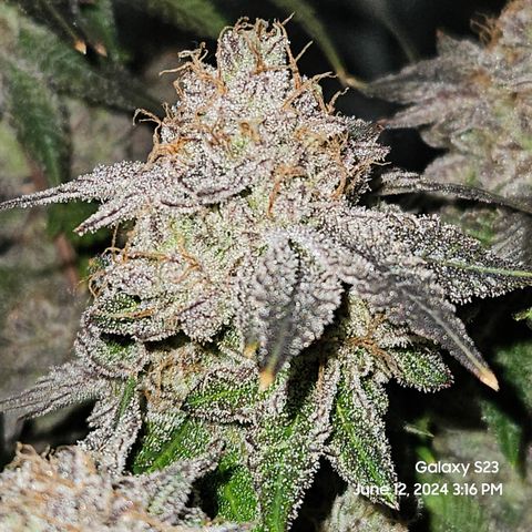 Sin City Seeds SinMintz ( Clone from Lindstrom Hydro Seed and Supply) growlog timeline photo