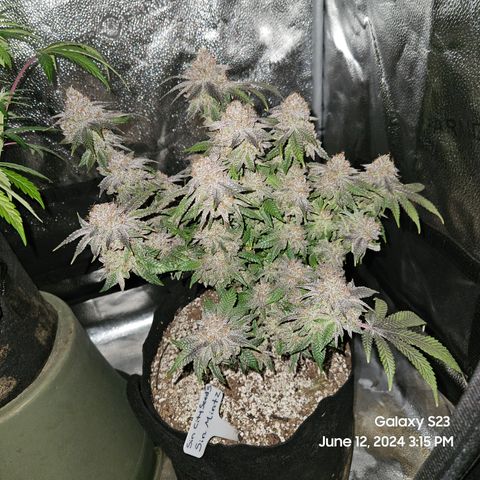 Sin City Seeds SinMintz ( Clone from Lindstrom Hydro Seed and Supply) growlog timeline photo