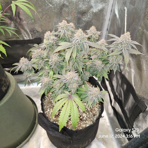 Sin City Seeds SinMintz ( Clone from Lindstrom Hydro Seed and Supply) growlog timeline photo