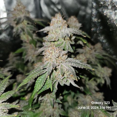 Sin City Seeds SinMintz ( Clone from Lindstrom Hydro Seed and Supply) growlog timeline photo