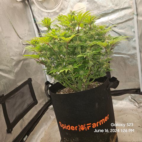 Seedsman Seeds Tangerine Snow F1 Fast growlog timeline photo