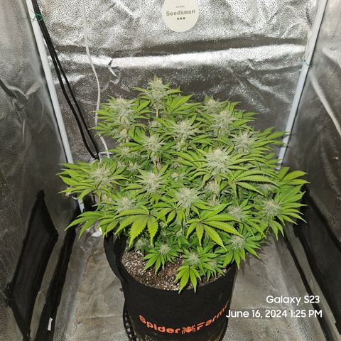 Seedsman Seeds Tangerine Snow F1 Fast growlog timeline photo
