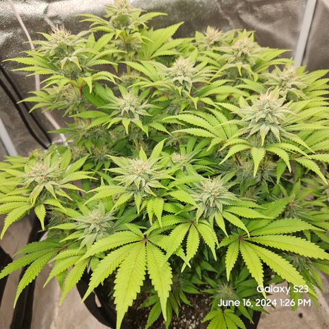 Seedsman Seeds Tangerine Snow F1 Fast growlog timeline photo