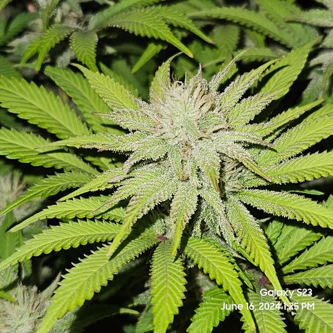 Seedsman Seeds Tangerine Snow F1 Fast growlog timeline photo